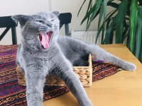 Safkan ırk uyumlu scottish fold dişi 2 yaşında