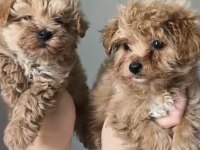 Kilo Garantiki Irkının En İyileri Maltipoo
