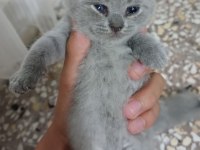 25 günlük british shorthair