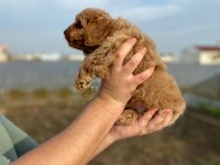 2 AYLIK ERKEK COCKAPOO