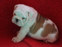 SEVİMLİ TOMBİŞ KÖPEKLER