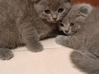 Sevimli kedimiz yeni yuvasına gitmeye hazır