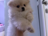 Sevimli ayı surat Pomeranian boo