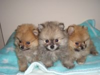 Pomeranian Ev Ortamın Da Büyüyen Bebeklerim Uygun