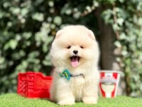 Pomeranian Boo Teddy Bear Saf En Mini Yavrular