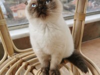 Tertemiz Uysal Safkan Scottish Fold Blue Point Shorthair