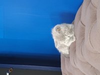 2 aylık british shorthair dişi