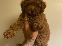 Son 5 Dişi Poodle