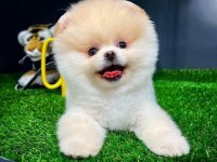 TEDDY FACE POMERANİAN BEBEKLERİMİZ