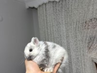 Veterinerden Hollanda Cüce Ve Mini Lop Tavşan