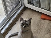 1.5 Yaşında Dişi Kedimiz Kısır Değil