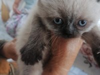 Tek kardeş olan british shorthair kızımız cocoy