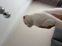 Sıfır kulak 2 aylık scottish fold