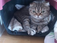 Tatlı scottish fold yavrularımız