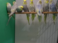 Rainbow muhabbet kuşu yavruları