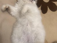 British Longhair Erkek Kedime Eş İlanı