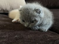 Son yavru scottish fold