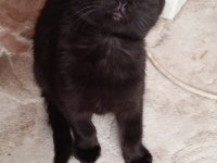 Scottish fold yavruları acil yuva