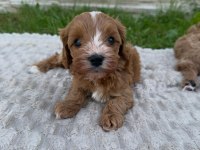 Maltipoo Yavruları