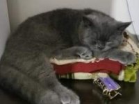 British shorthair 5 aylık erkek