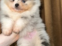Pomeranian mavi gözlü ayıcık