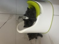 British Shorthair Bebekler