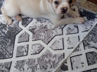 2.5 aylık dişi french bulldog aşısı var