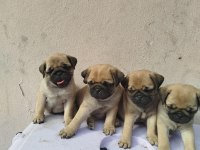 Pug Mops Orjinal Kalıtelı Yavrular