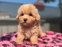 DÜNYA TATLISI MALTİPOO YAVRULARI