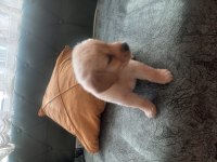 Sevimli yavru golden retriever