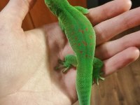 GIANT DAY GECKOLAR (ÖZEL TÜR)