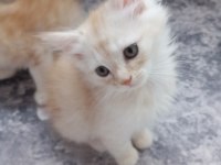 Chinchilla 2 Aylık Erkek