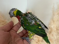 LORİ PAPAĞANI YAVRU