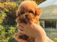 12 Senelik Tecrübe İle Irk Garantili Toy Poodle