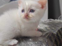 Teslime hazır yavru british shorthair