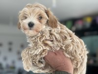 Petmode köpek çiftliğinden kore maltipoo