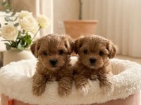 MALTİPOO YAVRULARI ANKARA