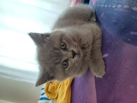 Yavru British Shorthair