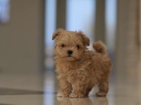Maltipoo yavrular