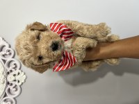 Harika Güzellikte Maltipoo Yavrular