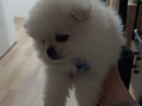 Pomeranian beyaz 2.5 aylık erkek