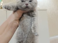 Scottish fold yavru kedimiz