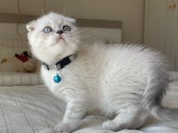 Dişi ve Erkek Scottish Fold Yavrular