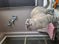 Sevimli scottish fold kızım için yuva arıyorum
