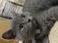 British shorthair yavrularımız