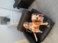 5 aylık beagle tüm aşıları yapıldı