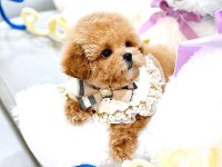 Toy Poodle Köpeğimiz
