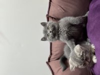 Ayı surat koca kafa british shorthair bebekler