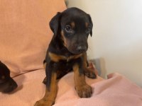 IRK GARANTİLİ DOBERMAN BEBEKLERİMİZ MEVCUT