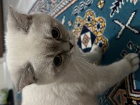 British Blue Point Saf Kan